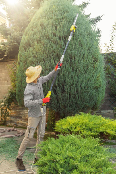 Best Tree Removal Services  in USA